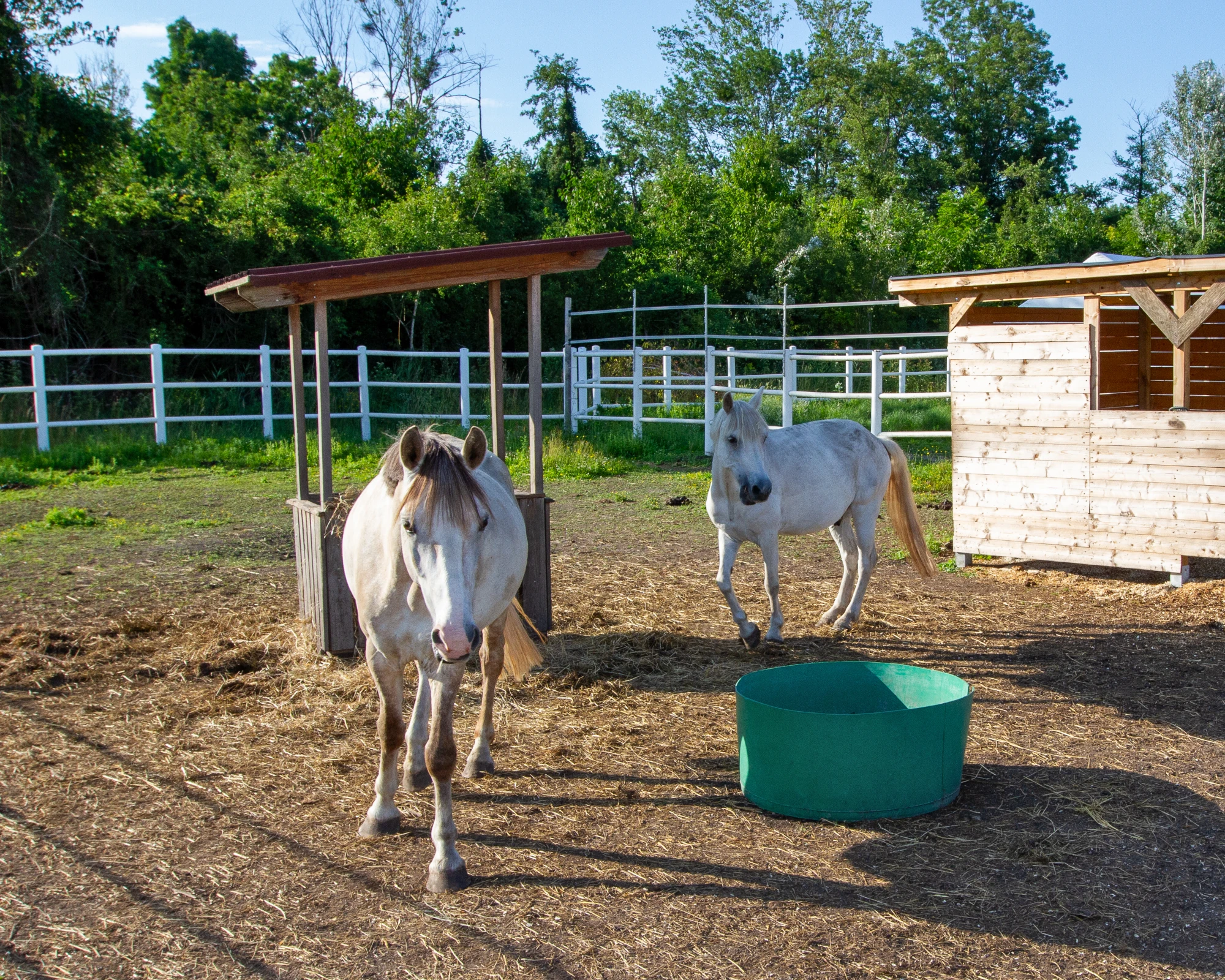 ponys_1.webp